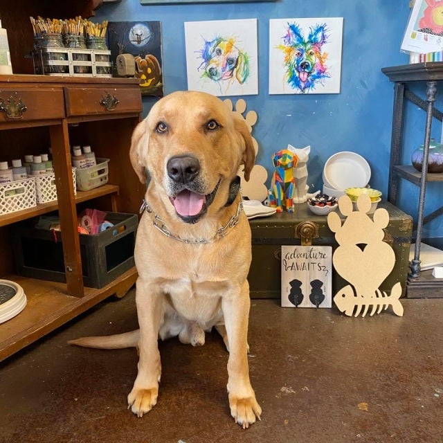 Pet lovers make something studio 